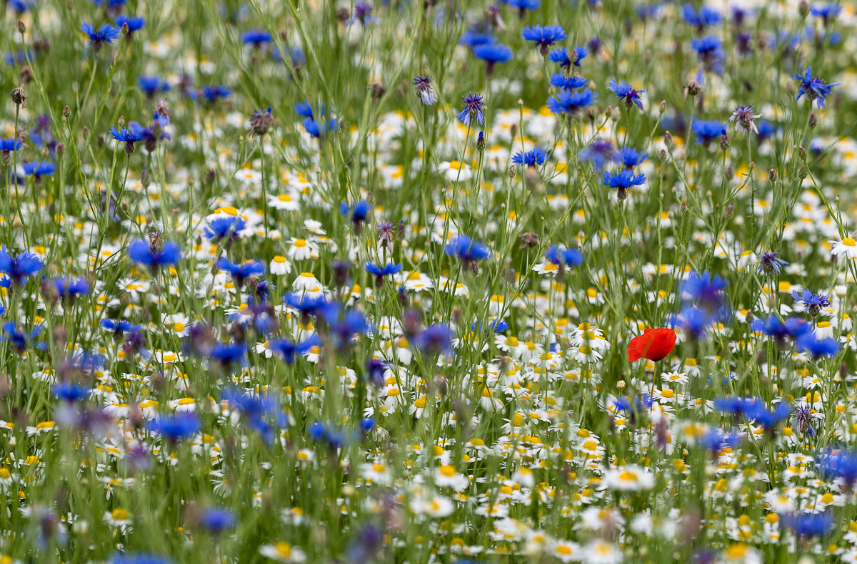 rot weiß blau 0673