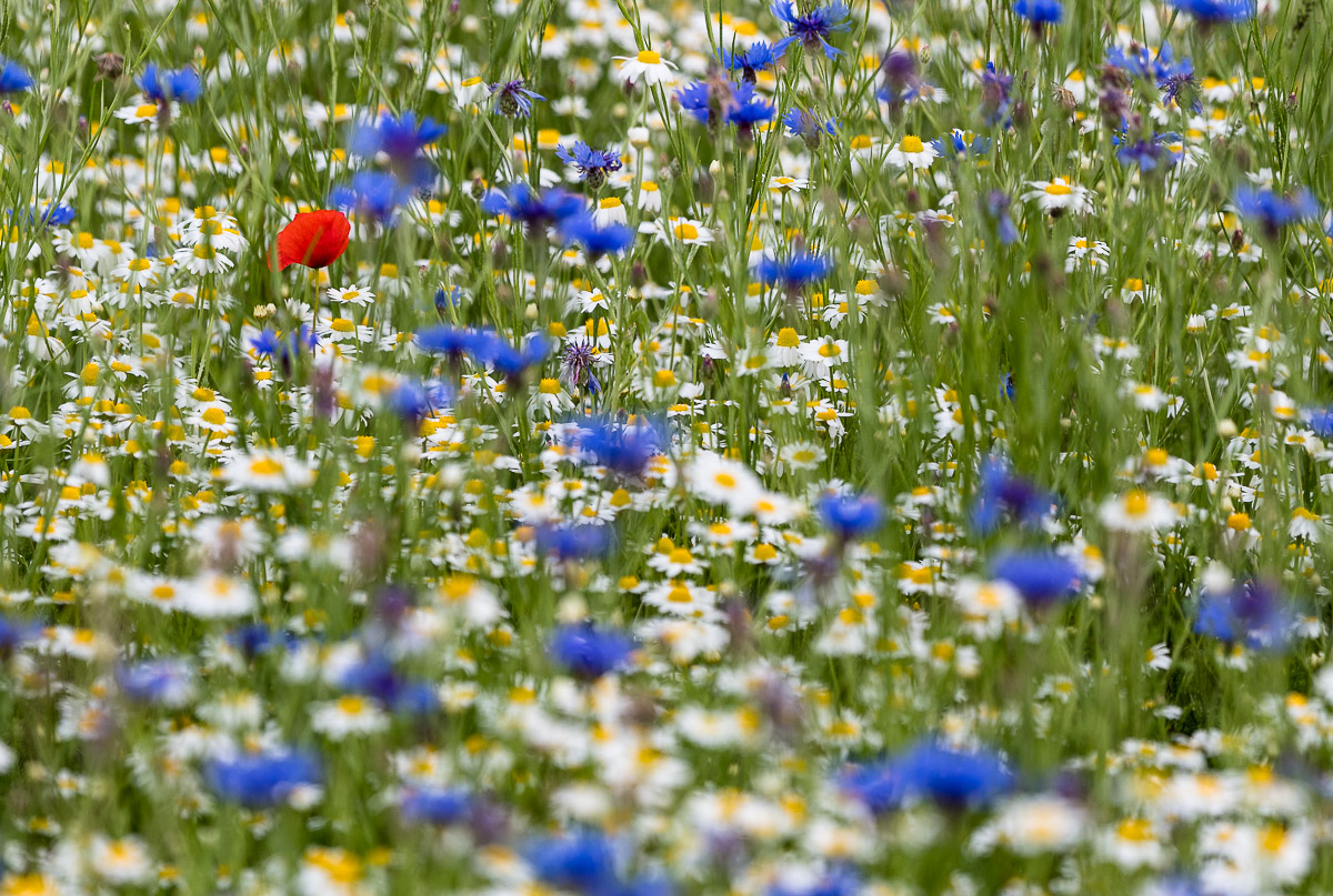 rot weiß blau 0674