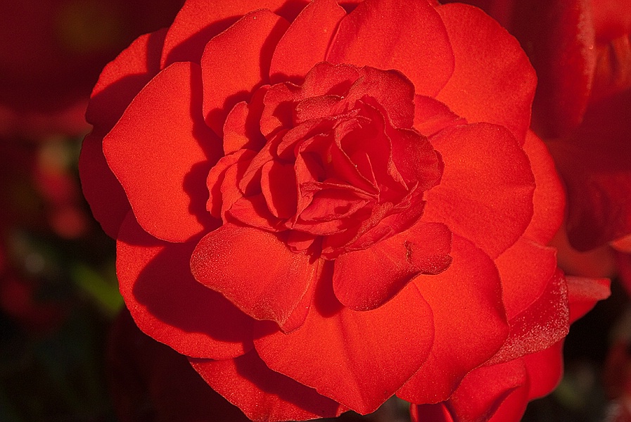 Rot