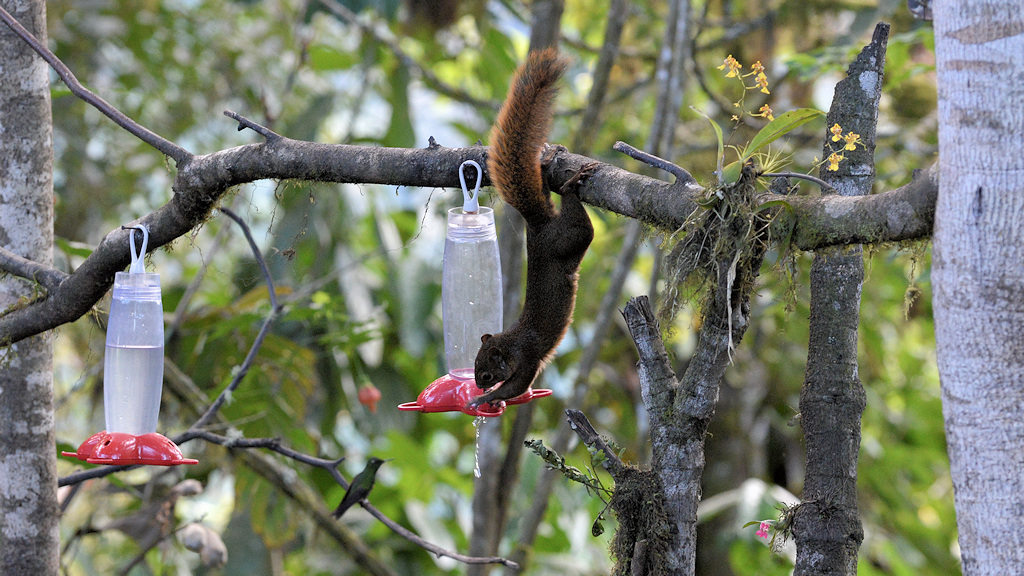 Rotbauchhörnchen am Feeder
Bella Vista Cloud Forest
3158