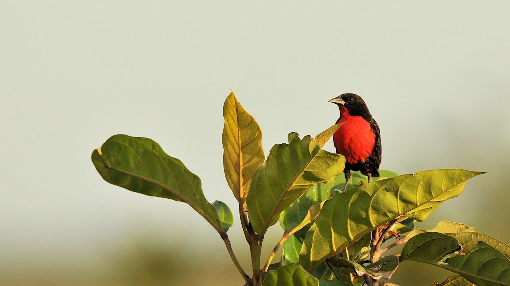 Rotbruststärling (Red Brested Blackbird)
Rockview Lodge, Annai
4216