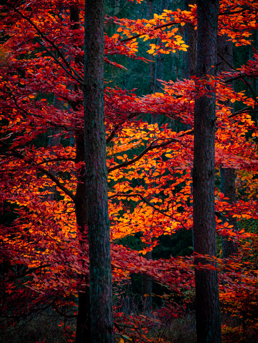 Rotbuche im Herbstlicht