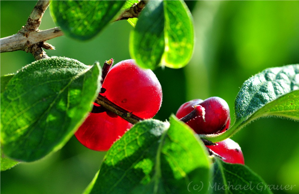 Rote Beeren