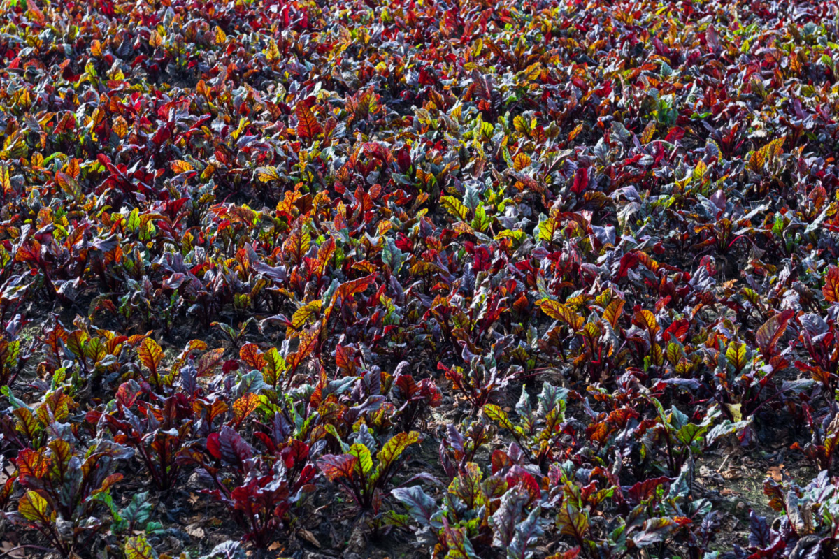Rote Bete 2.jpg