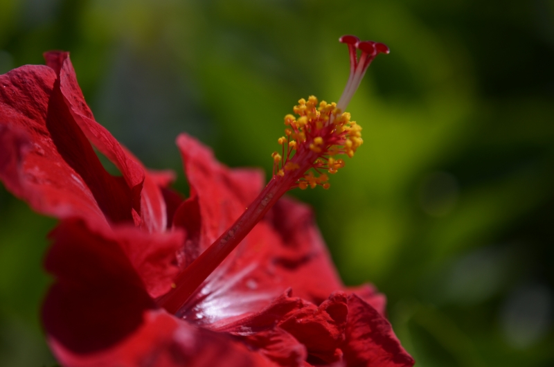 rote Blüte