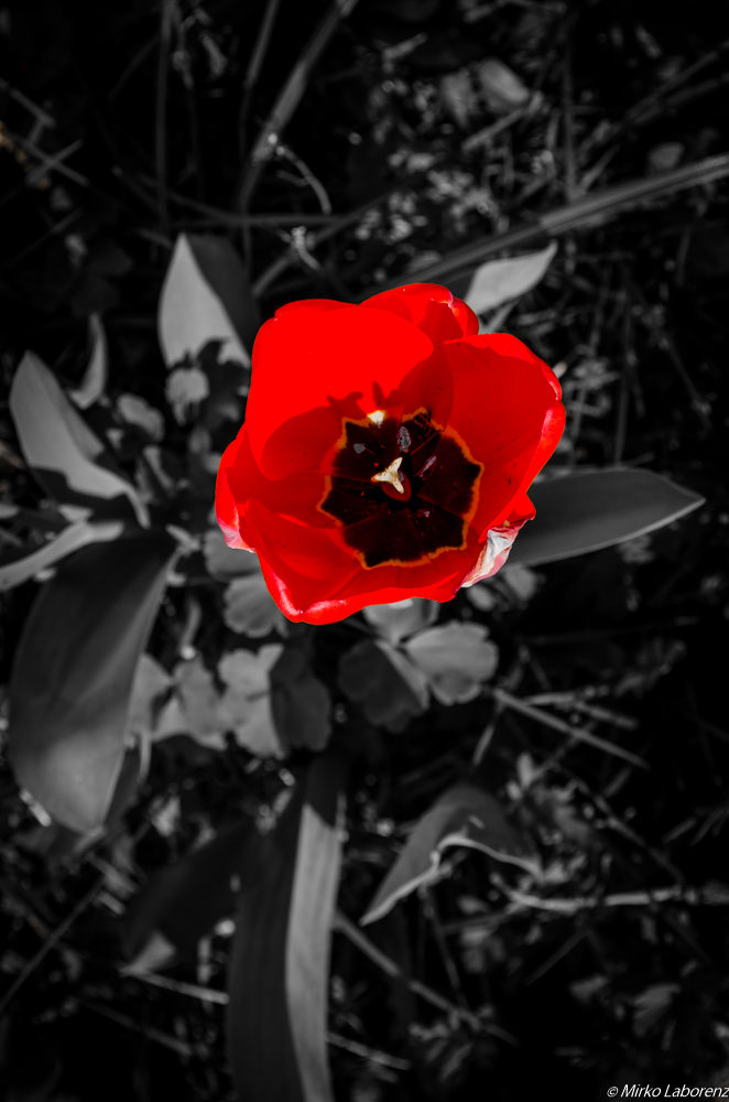 Rote Farbe