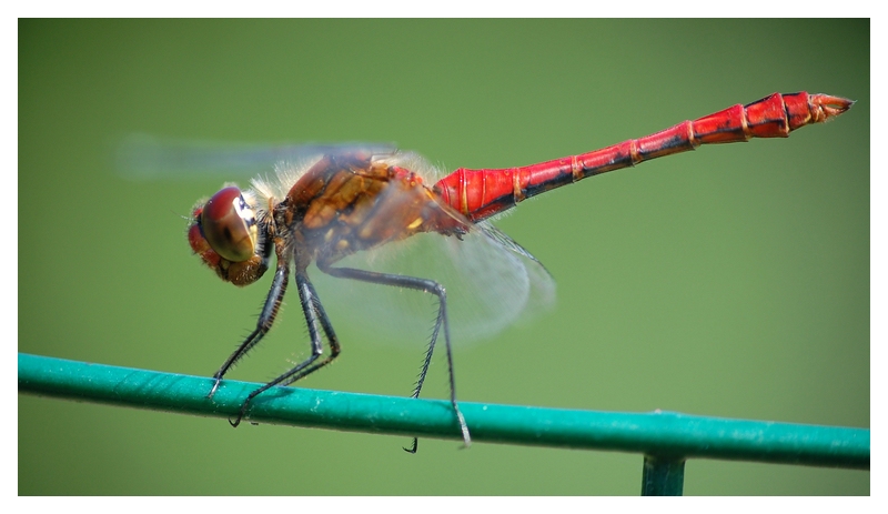 rote Libelle