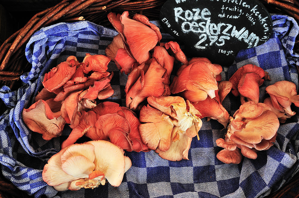 rote pilze