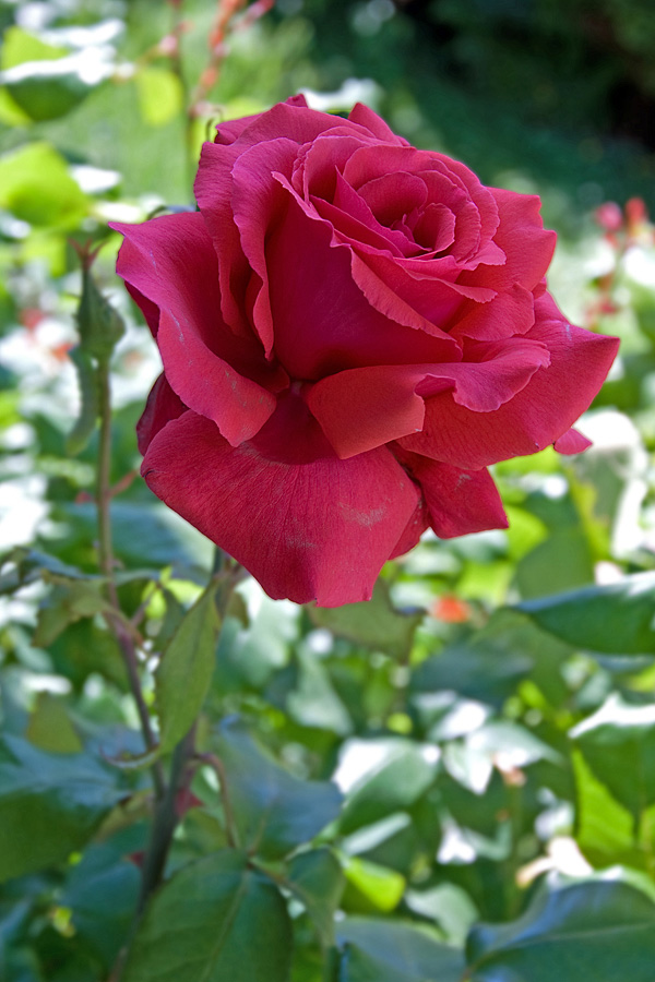 rote rose im schatten