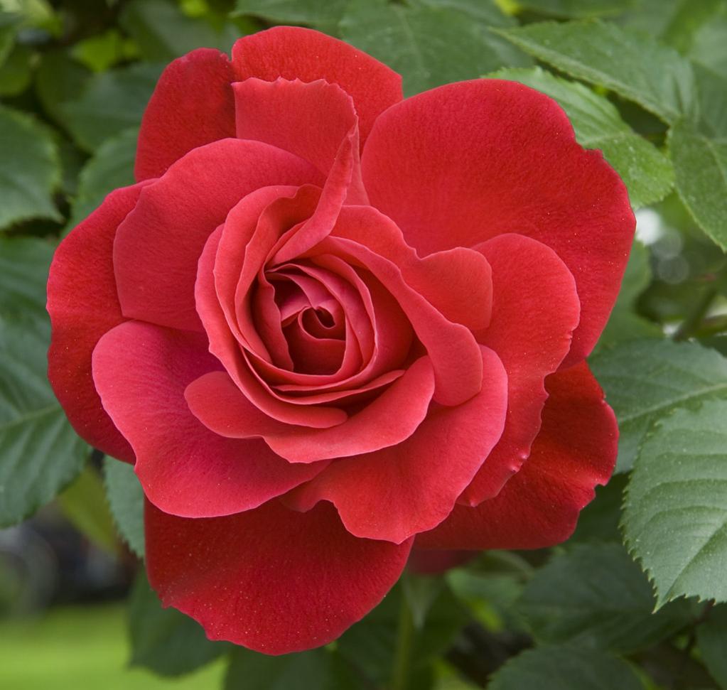 rote Rose in Lana Gesamtbild
