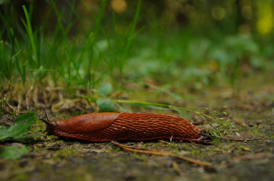 Rote Schnecke 1