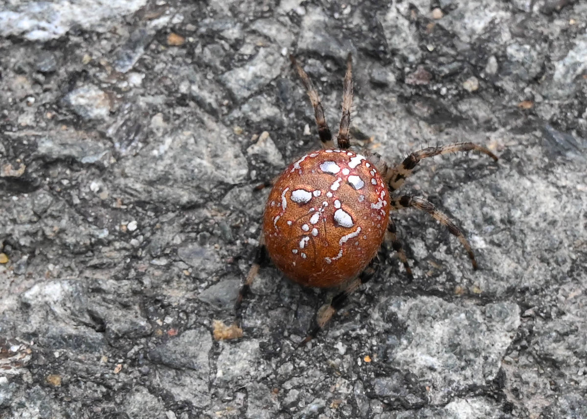 Rote Spinne Brocken.jpg