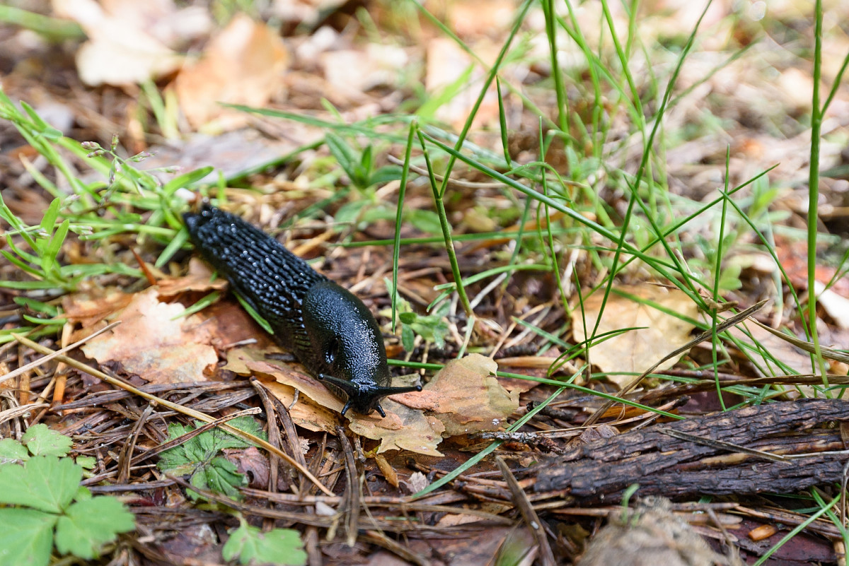 Rote Wegschnecke
