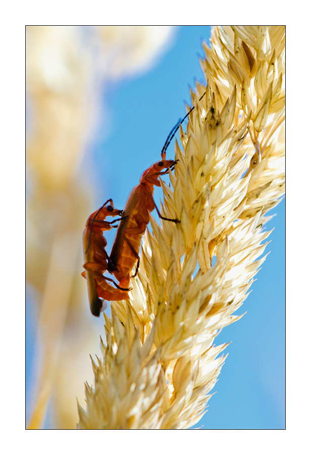 Rote Weichkäfer (Rhagonycha fulva)