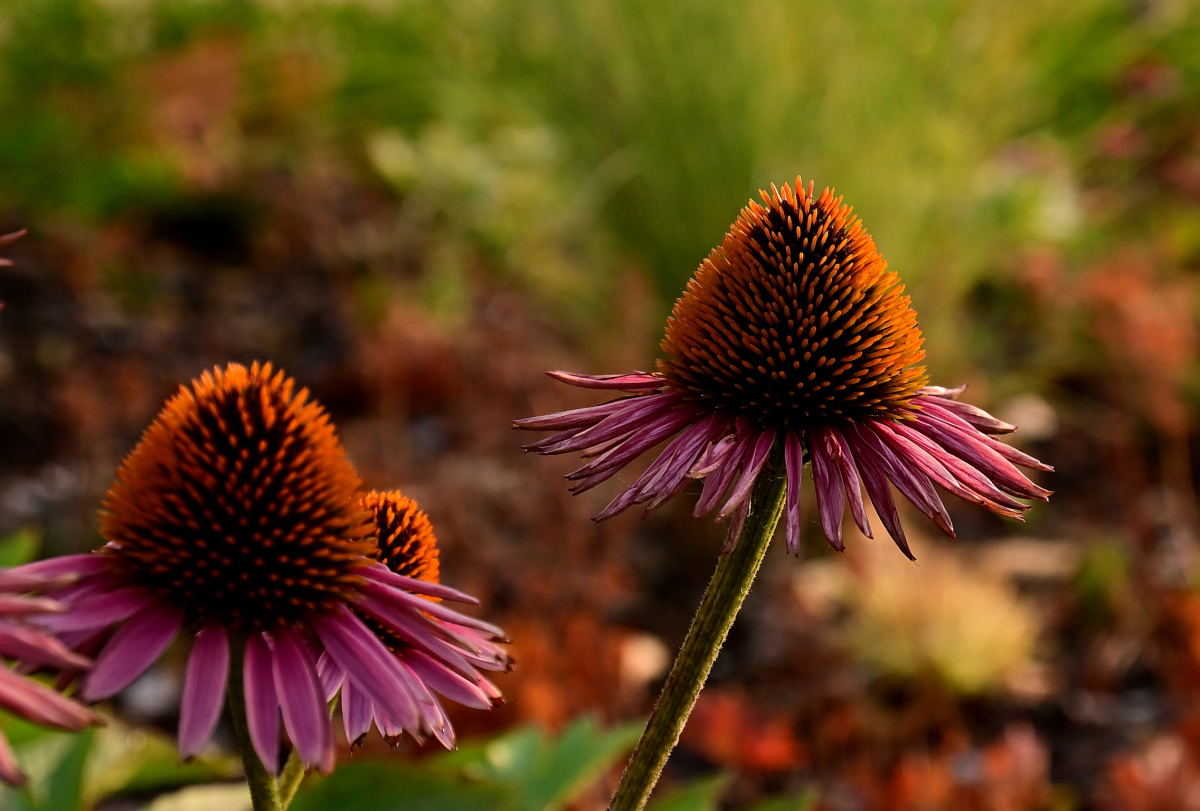 Roten Sonnenhuts (Echinacea purpurea)