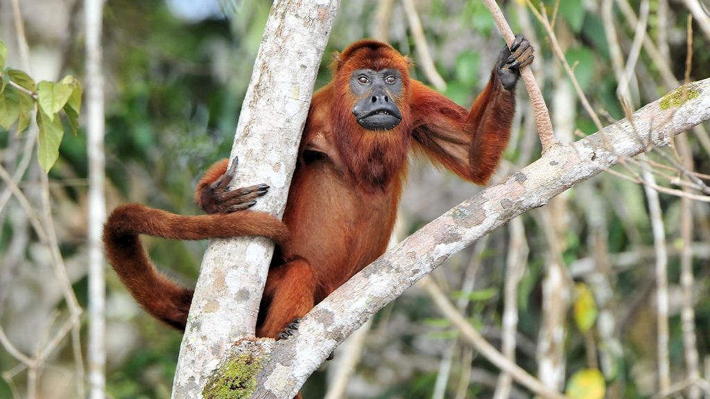 Roter Brüllaffe (Red Howler Monkey)
Iwokrama Rainforest
0207