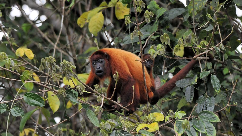 Roter Brüllaffe (Red Howler Monkey)
Iwokrama Rainforest
9995