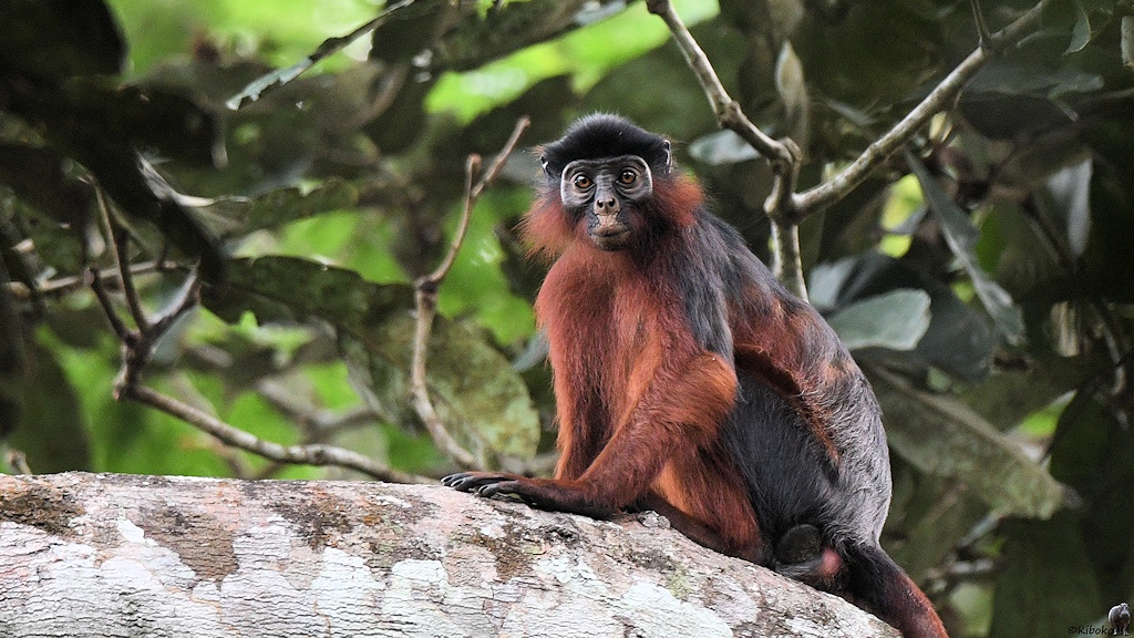Roter Colubusaffe
Tai Nationalpark

s390 Tai RedColobus 6774a