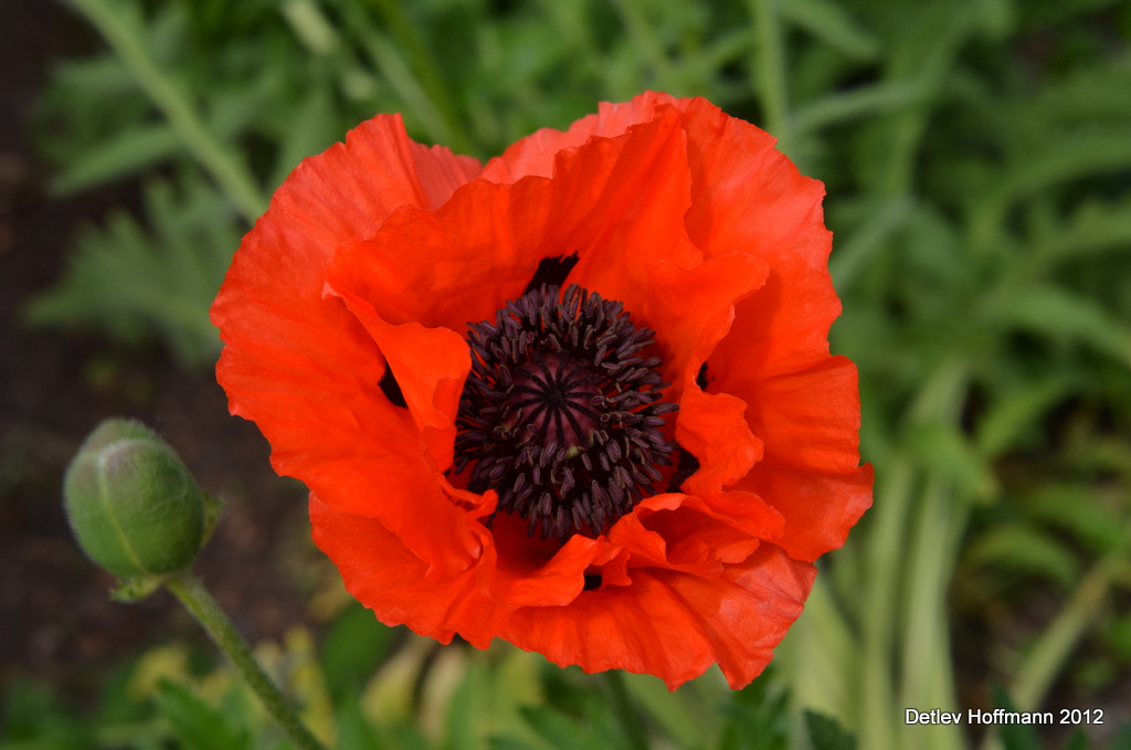 Roter Mohn bei uns im Vorgarten