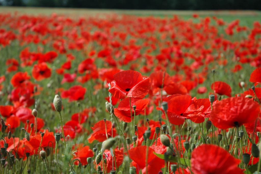 Roter Mohn