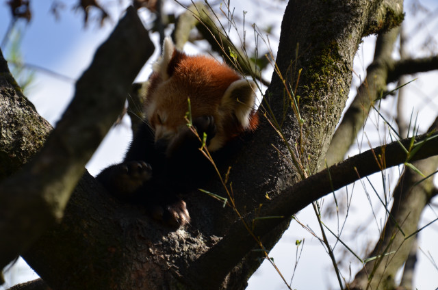 Roter Panda im Zoo
