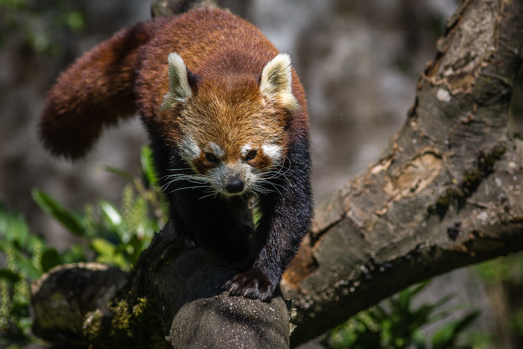 roter Panda