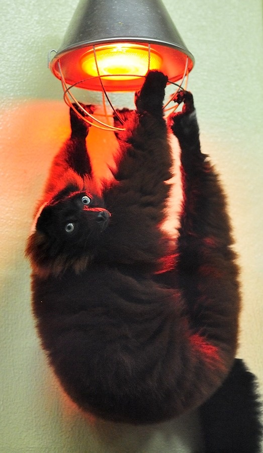 Roter Vari