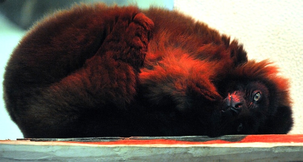 Roter Vari