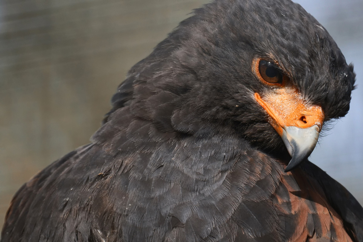roter wüstenbussard 1200