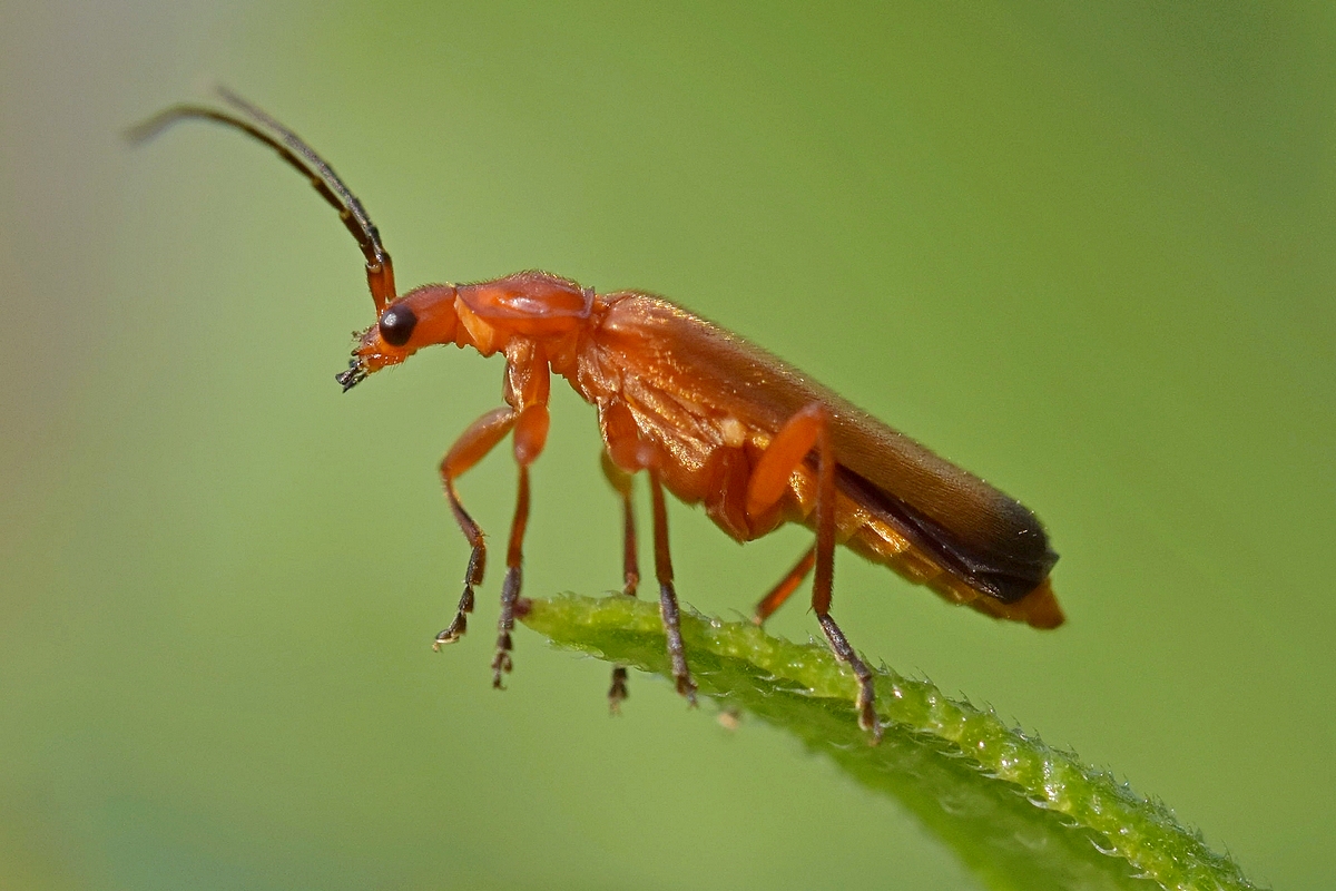 Roter Weichkäfer 2