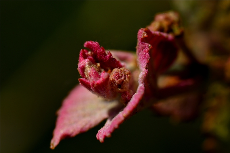 roter Wein