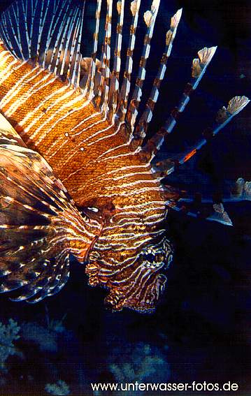 rotfeuerfisch