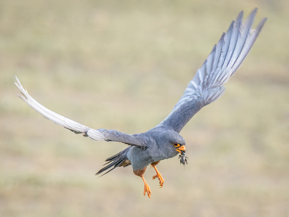 Rotfußfalke (Weibchen) Ungarn.jpg
