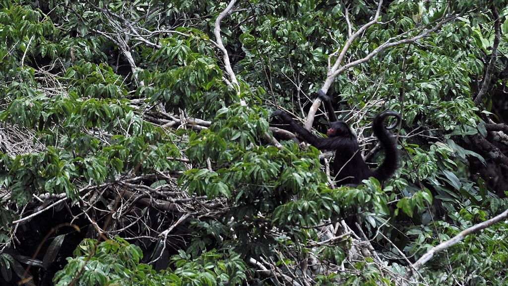 Rotgesichtklammeraffe (Red Faced  Spider Monkey)
am Turtle Mountain, Iwokrama Rainforest
0434