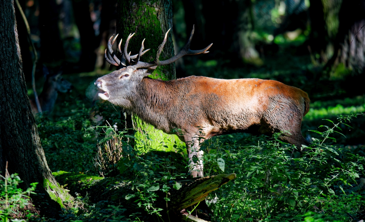 Rothirschbrunft II.jpg