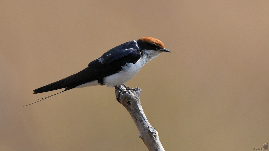 Rotkappenschwalbe (Wire-tailed swallow)
Katavi Nationalpark

s928 Katavi Wire tailed Swallow 6302