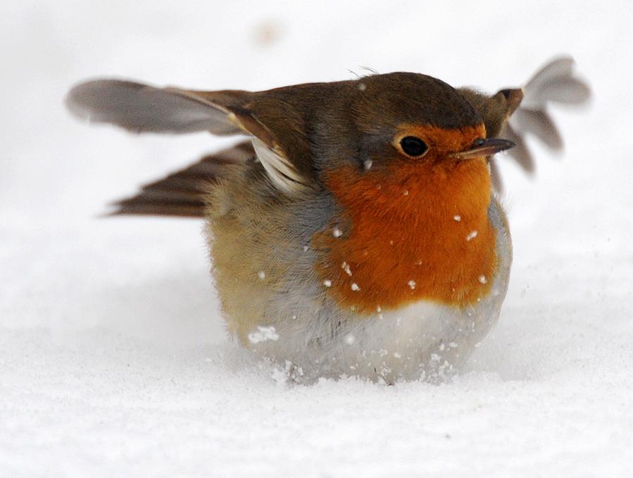Rotkehlchen tollt im Schnee herum