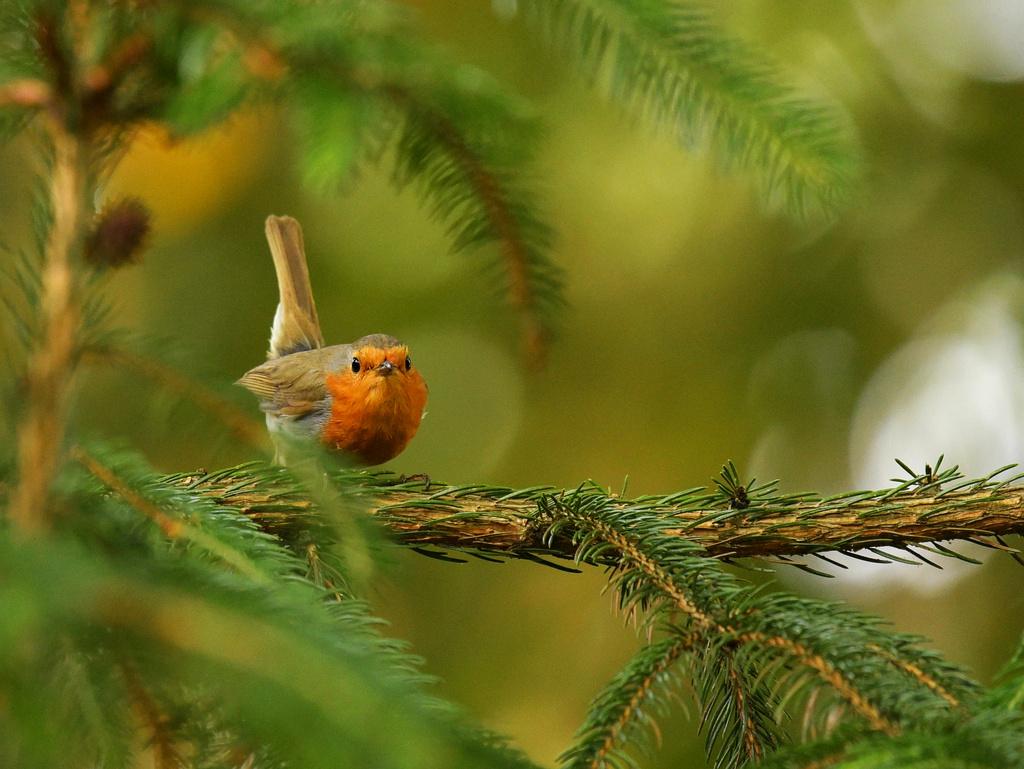 Rotkehlchen2, Tamron 150-600