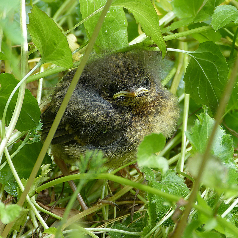 Rotkehlchenküken kurz vor dem Verlassen des Nestes