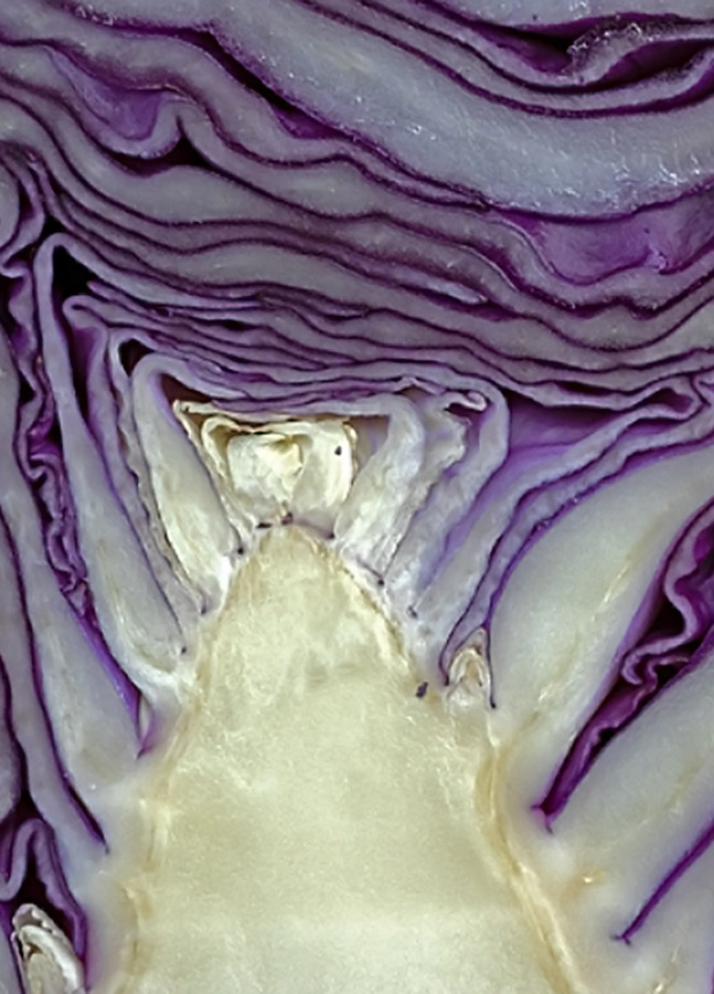 Rotkohl 3.jpg