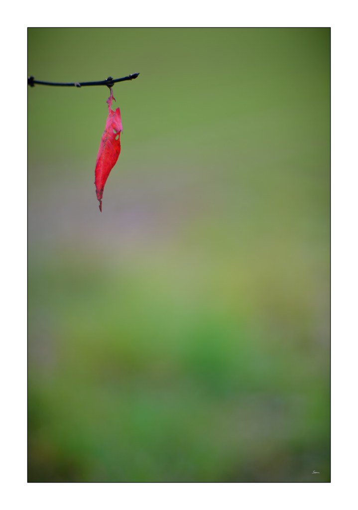 RotPZ1 4154