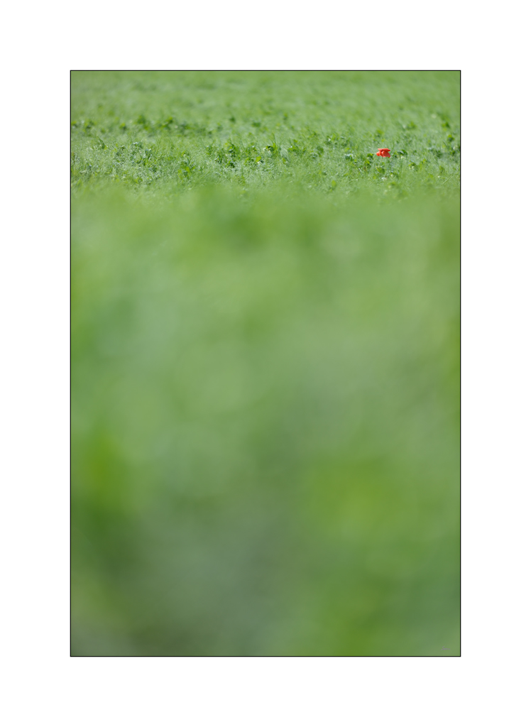 RotPZ1 6619