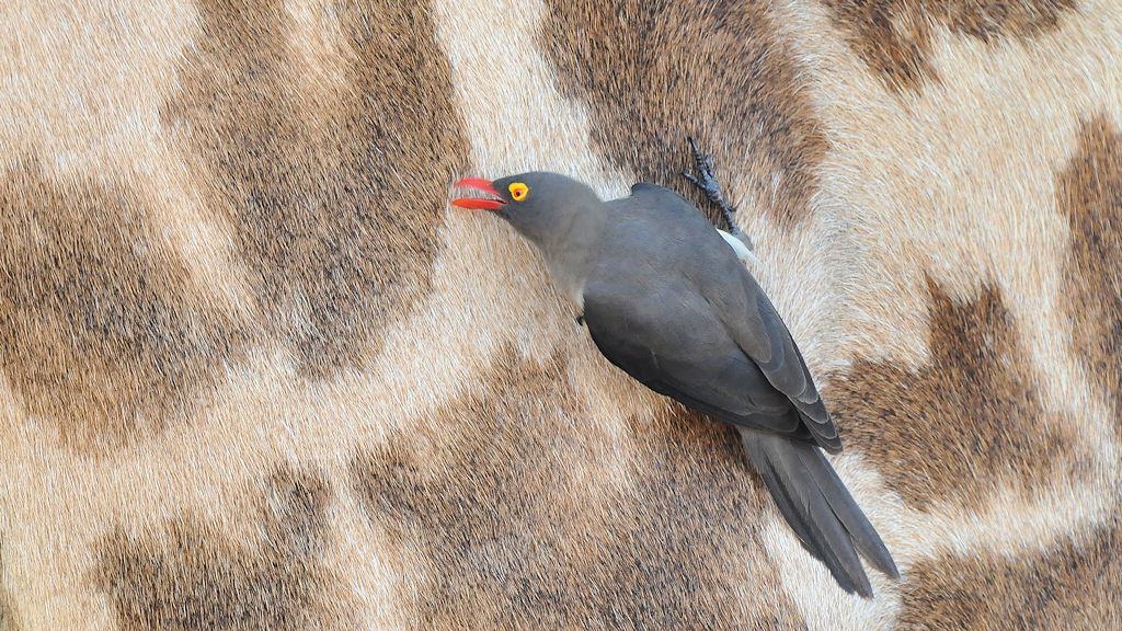 Rotschnabelmadenhacker
Red-billed Oxpecker
9915