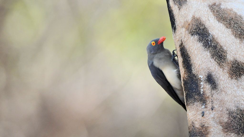 RotschnabelMadenhacker
Red-billed Oxpecker
9925