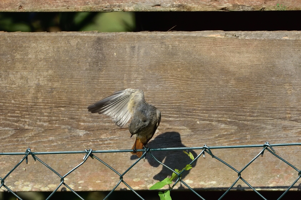 Rotschwänzchen 2