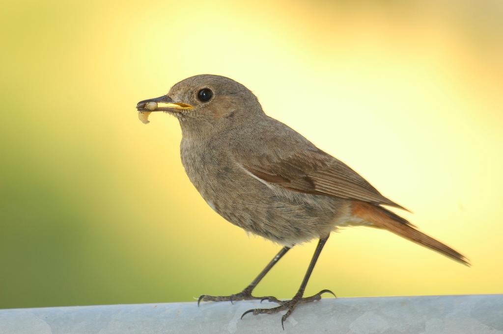 Rotschwaenzchen Weibchen