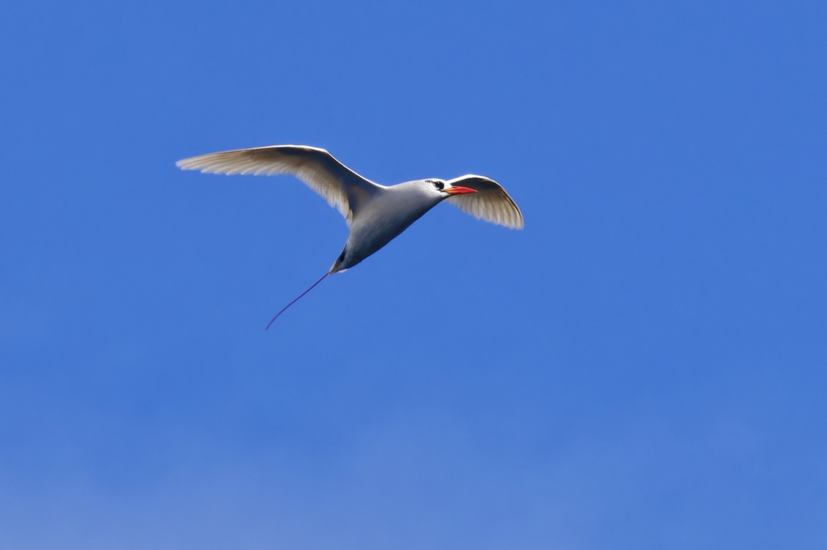 Rotschwanz-Tropikvogel I.jpg