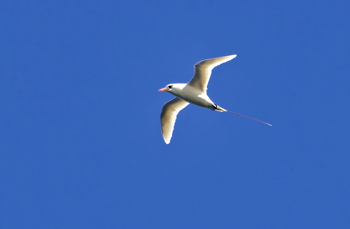Rotschwanz-Tropikvogel III.jpg