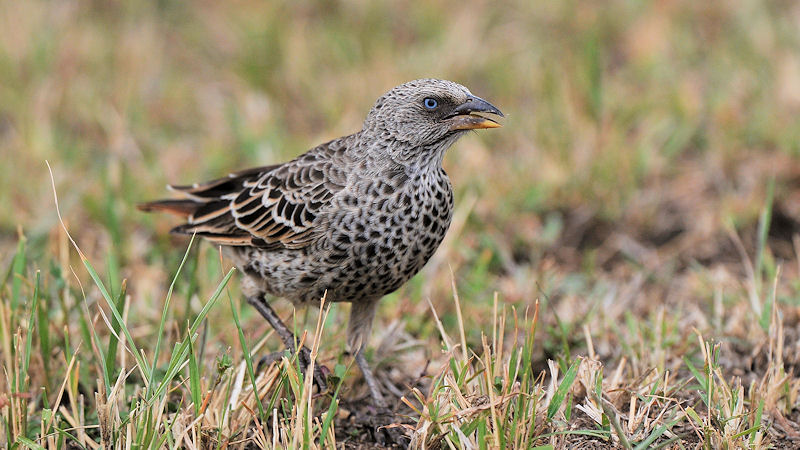 Rotschwanzweber
(Rufous-tailed Weaver)
am Flughafen in der Seronera, Serengeti
2124