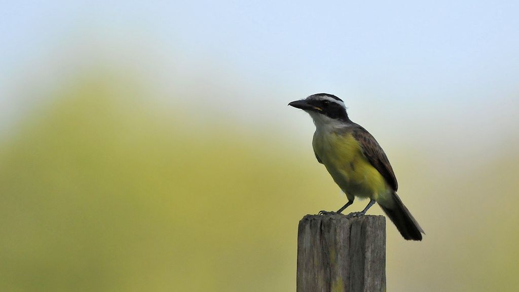 Rotschwingentyrann (Rusty Magarined Flycatcher)
Rockview Lodge, Annai
3308